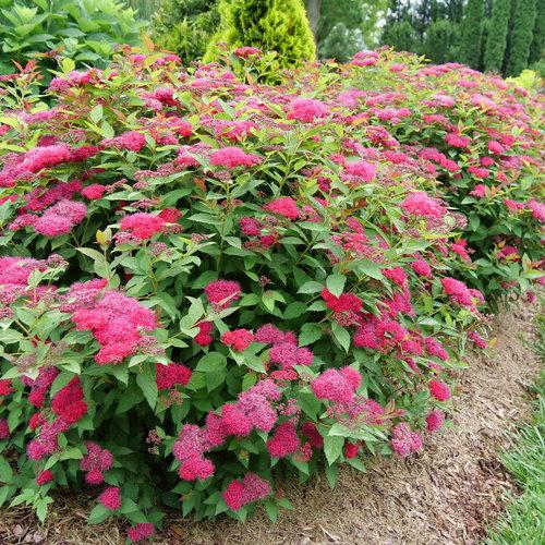 Spiraea x 'NCSX2'  - Double Play® Doozie Spirea