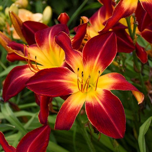 Hemerocallis 'Ruby Spider'  - Rainbow Rhythm® Ruby Spider Daylily