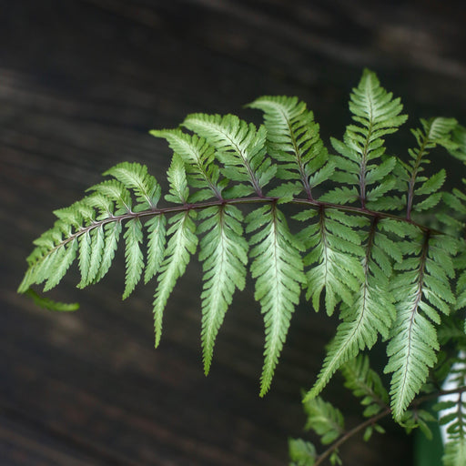 Fern, Japanese Painted Fern
