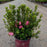 Azalea, Encore Autumn Carnation Azalea