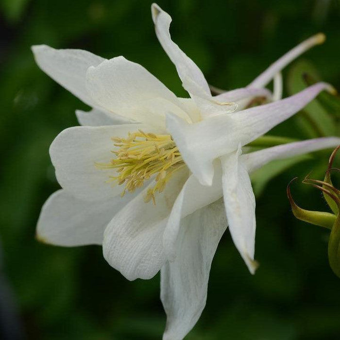 Columbine, Earlybird™ White Columbine