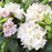 Rhododendron, White Catawba Rhododendron