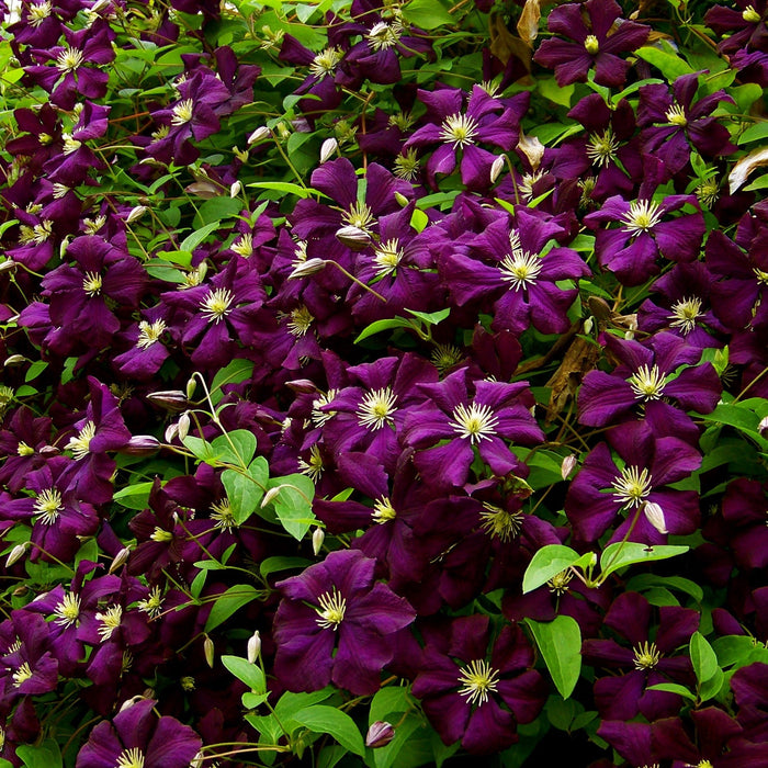 Clematis 'Jackmanii Superba'  - Jackmanii Superba Clematis