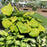 Hosta 'Sum and Substance'  - Sum and Substance Hosta