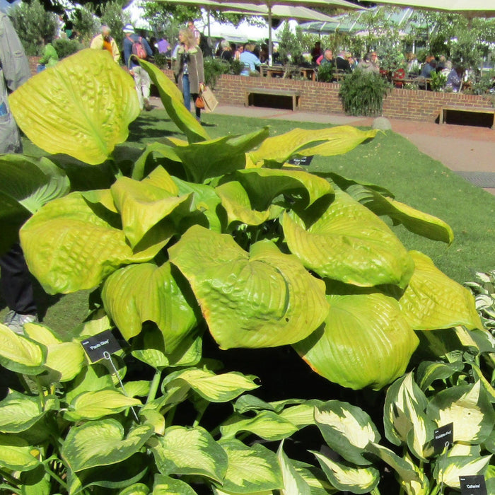 Hosta 'Sum and Substance'  - Sum and Substance Hosta