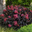 Hydrangea macrophylla 'Bailmacseven'  - First Editions® Eclipse® Hydrangea