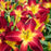 Hemerocallis 'Ruby Spider'  - Rainbow Rhythm® Ruby Spider Daylily