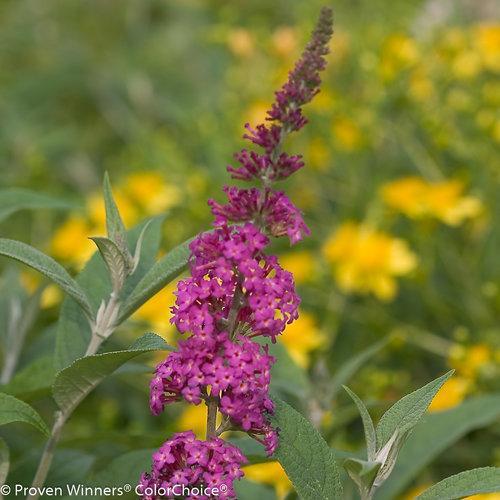 Butterfly Bush, Miss Ruby Butterfly Bush