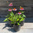Echinacea purpurea 'Magnus'  - Magnus Echinacea, Coneflower