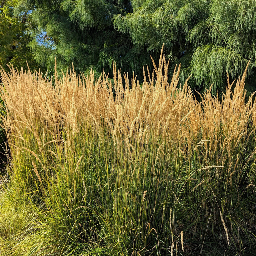 Karl Keys Grass, Karl Foerster's Feather Reed Grass — Mackey's