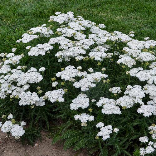 Yarrow, Firefly Diamond Yarrow