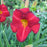 Hemerocallis 'Chicago Apache'  - Chicago Apache Daylily