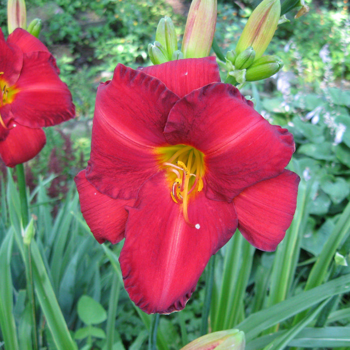 Hemerocallis 'Chicago Apache'  - Chicago Apache Daylily