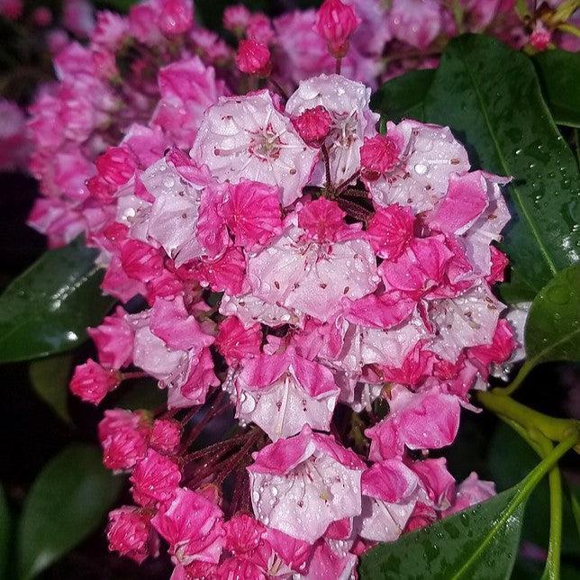 Kalmia latifolia 'Carol'  - Carol Mountain Laurel