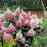 Hydrangea, First Editions® Vanilla Strawberry™ Hydrangea