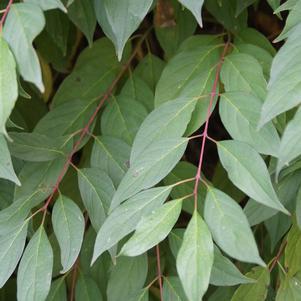 Cornus racemosa 'Hurzam'  - Huron® Dogwood