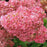 Hydrangea, First Editions® Vanilla Strawberry™ Hydrangea