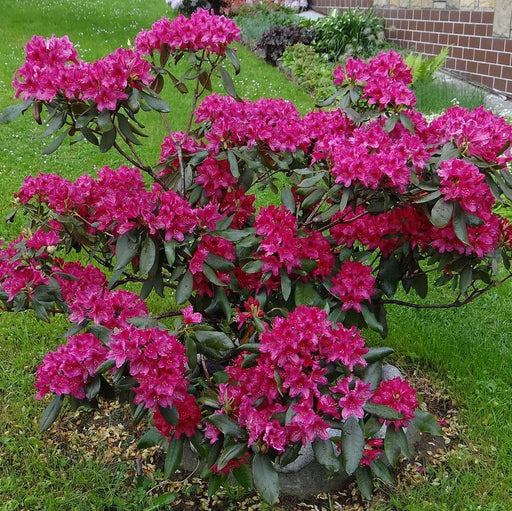 Rhododendron, Nova Zembla Rhododendron