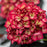 Hydrangea macrophylla 'Bailmacseven'  - First Editions® Eclipse® Hydrangea