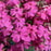 Phlox, Spring Hot Pink Creeping Phlox