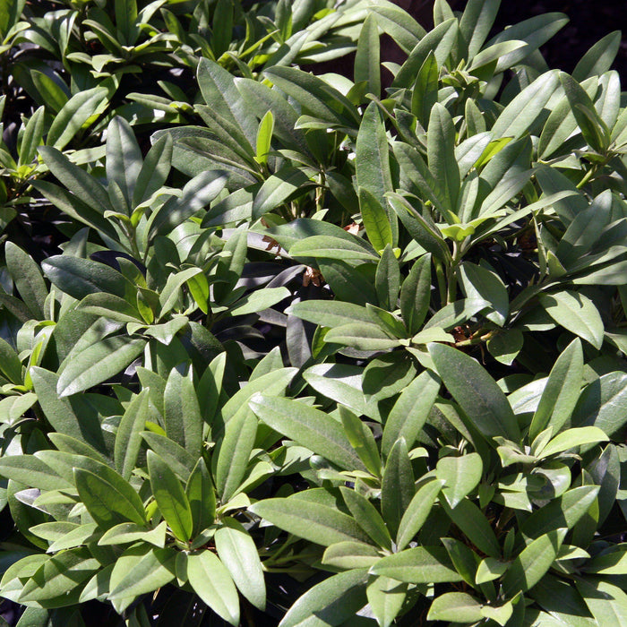 Rhododendron, Chionoides Rhododendron