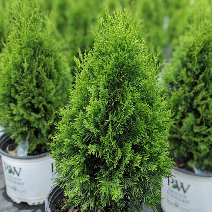 Arborvitae, North Pole Arborvitae