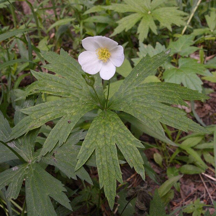 Anemone, Canadian Anemone