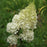 Hydrangea, First Editions® Vanilla Strawberry™ Hydrangea