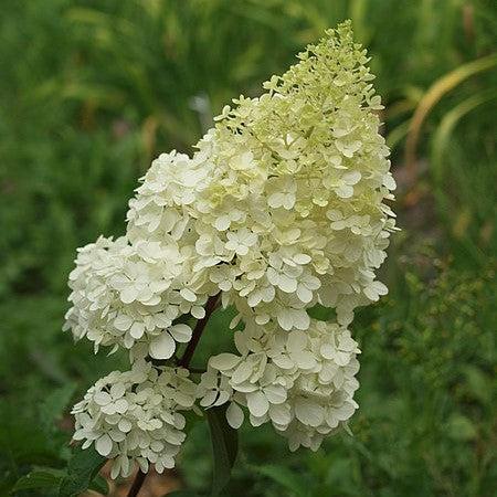 Hydrangea, First Editions® Vanilla Strawberry™ Hydrangea