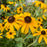 Black Eyed Susan, Goldsturm Black-Eyed Susan
