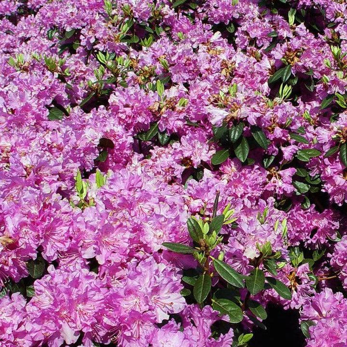 Rhododendron, Olga Mezitt Rhododendron