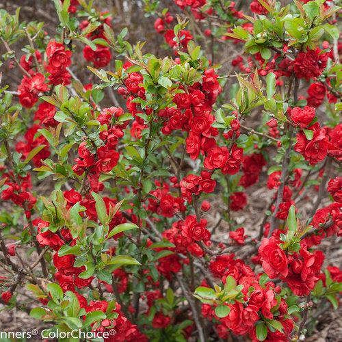 Chaenomeles speciosa 'Scarlet Storm' USPP 20,951  - PW® Double Take™ Scarlet Flowering Quince