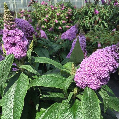 Buddleia x 'SMNBDL'  - Pugster® Amethyst Butterfly Bush