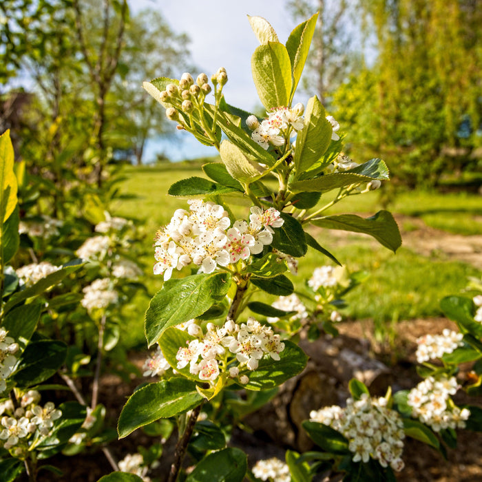 Aronia melanocarpa 'Viking'  - Viking Black Chokeberry
