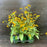 Black Eyed Susan, Goldsturm Black-Eyed Susan