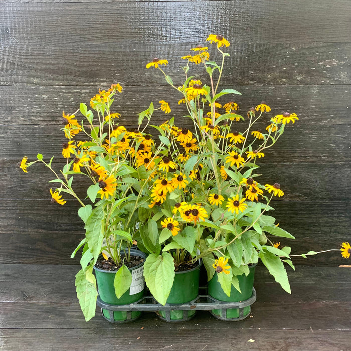 Black Eyed Susan, Goldsturm Black-Eyed Susan