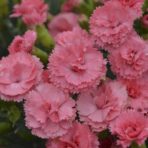 Dianthus, Fruit Punch® Classic Coral Dianthus