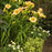 Hemerocallis 'Orange Smoothie'  - Rainbow Rhythm® Orange Smoothie Daylily