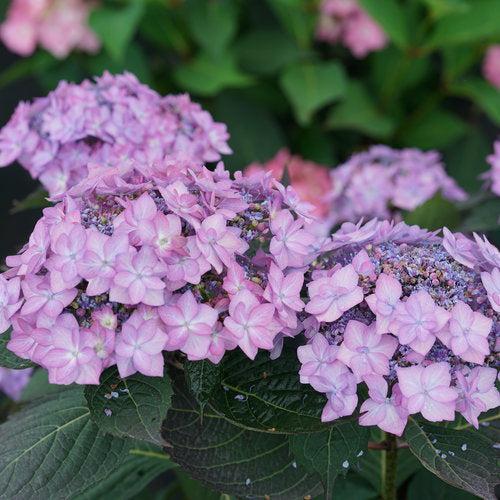 Hydrangea serrata 'SMNHSI'  - Let's Dance® Can Do!® Hydrangea
