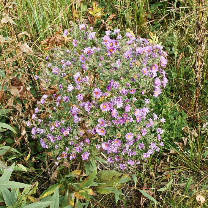 Aster, New England Aster