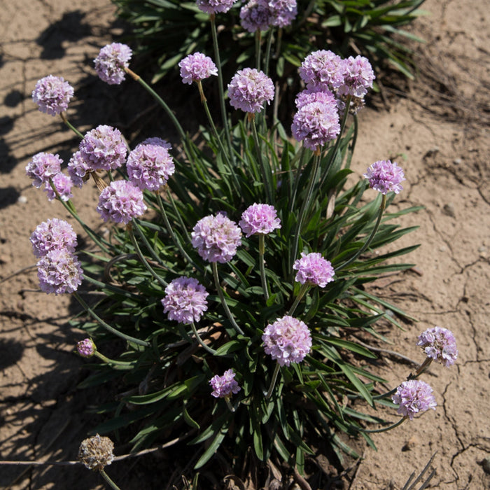 Thrift, Dreameria® Sweet Dreams Thrift