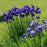 Iris, Caesar's Brother Siberian Iris