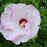 Hibiscus 'Ballet Slippers'  - Summerific® Ballet Slippers Hibiscus