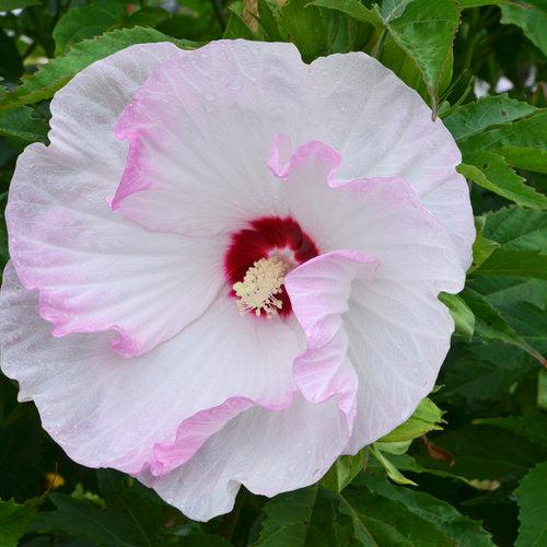 Hibiscus 'Ballet Slippers'  - Summerific® Ballet Slippers Hibiscus