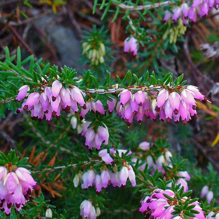 Erica carnea  - Heather, Pink