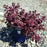 Sedum 'Firecracker'  - SunSparkler® Firecracker Sedum