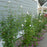Hibiscus syriacus 'Gandini van Aart'  - PW® White Pillar® Rose of Sharon