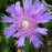Aster, Honeysong Purple Stoke's Aster