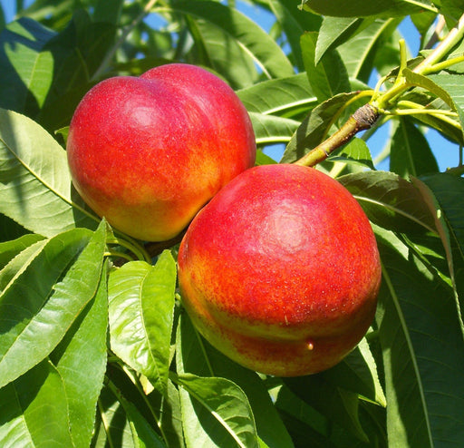 Nectarine, Firebright (Prunus x Firebright), 7 gal