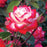 Rose, Candy Cane Cocktail Reblooming Floribunda Rose